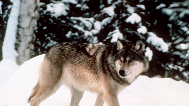 Wyoming Wolves.jpg